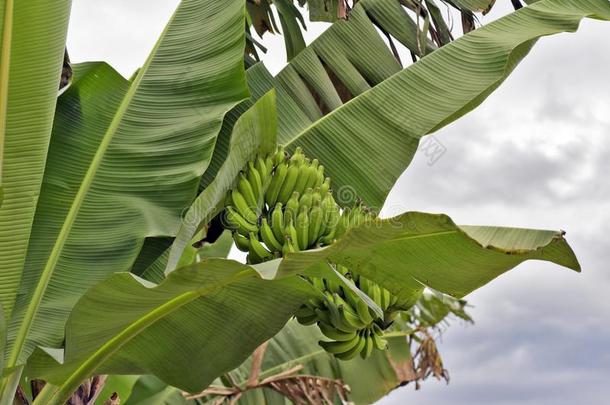 种植园关于香蕉和成年的成果
