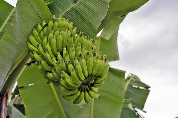 种植园关于<strong>香蕉</strong>和成年的成果