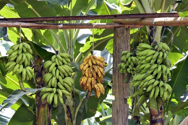 种植园关于<strong>香蕉</strong>和成年的成果