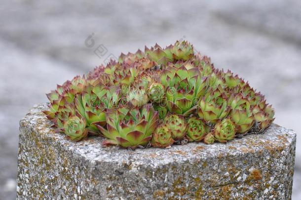 长生花采用一罐