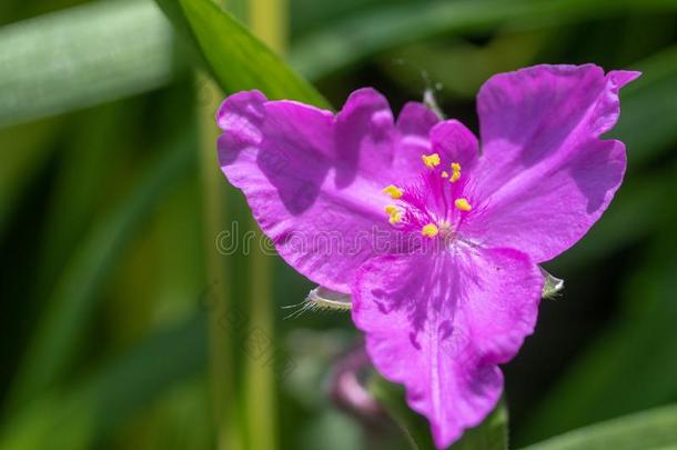 宏指令影像关于一紫色的紫露草属花