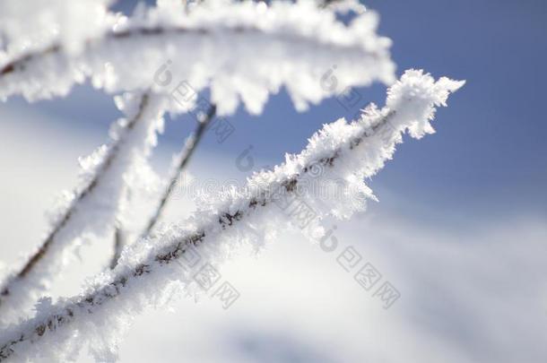 冬风景采用加拿大,湖路易丝雪花冷冻的向植物