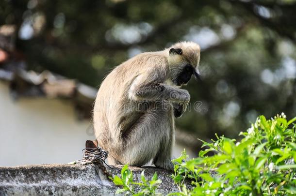 斯里斯里兰卡阿努拉达普拉猴半壁江山癯猿