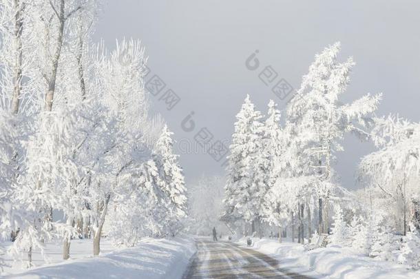 冬森林和树大量的雪.白色的使结冰霜公园园林景观