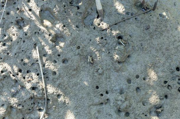 红树属树木蟹给食向海边淤泥地在的时候低的潮汐.塞萨玛米德尔