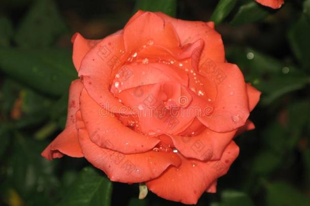 小的湿的桔子玫瑰花