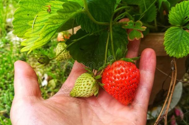 成熟的和未成熟的草莓