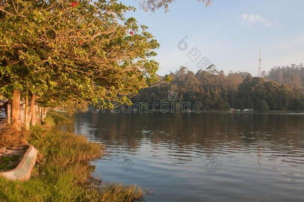 野生的鸟兽等.<strong>前额</strong>地区.自然.风景