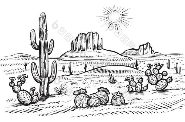 沙漠风景矢量说明和仙人掌的一种和仙人掌属植物balls球