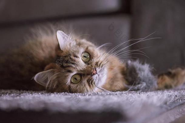 漂亮的老虎波斯的猫为提供床位向毛皮毛毯.