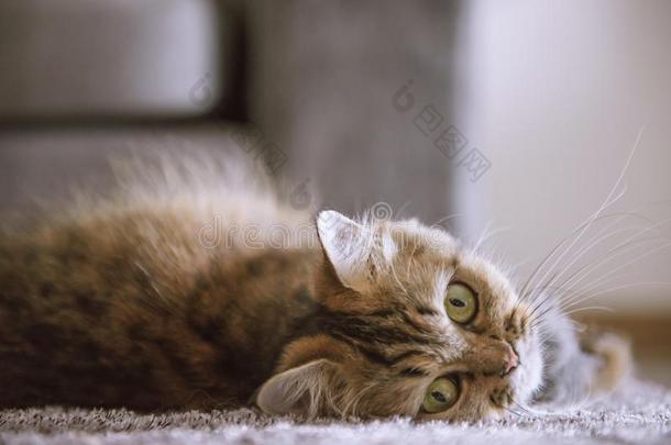 漂亮的老虎波斯的猫为提供床位向毛皮毛毯.