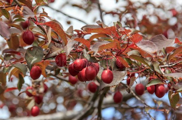 李子Pissardi和红色的树叶和成果