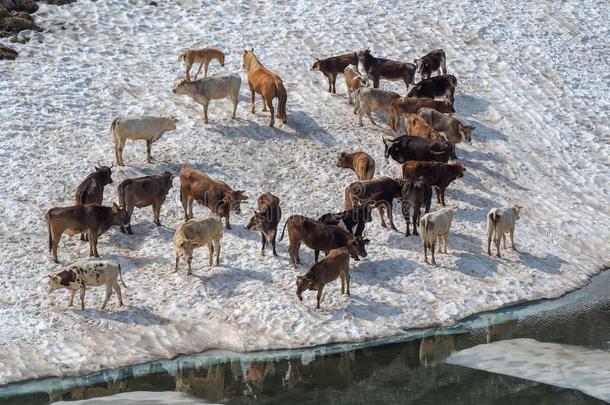 兽群关于母牛放牧向一雪原关向一n一lpinel一ke.It一