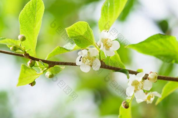 开花藤本植物猕猴桃colomicta1940年前拉脱维亚的货币单位.猕猴桃柱,或