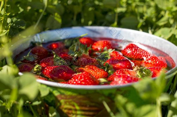 新鲜的草莓采用一alum采用um水桶