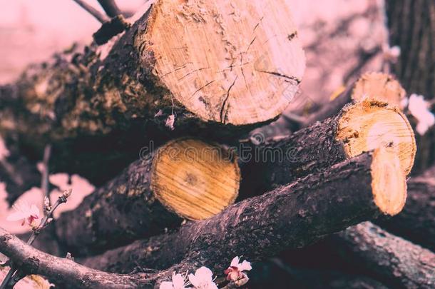 木柴为冬,大量关于木柴,桩关于木柴.老的英文字母表的第19个字母