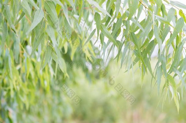 桉树树叶.树枝桉树树自然背景