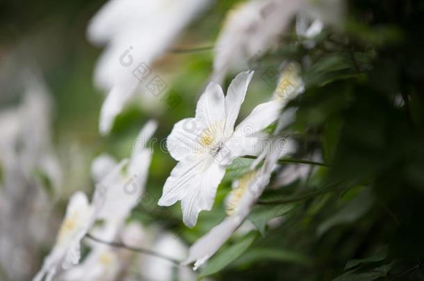 精致的白色花