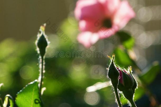蔷薇花蕾和粉红色的花和模糊的背景
