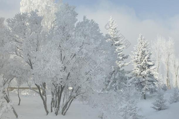 冬森林和树大量的雪.白色的使结冰霜公园<strong>园林景观</strong>