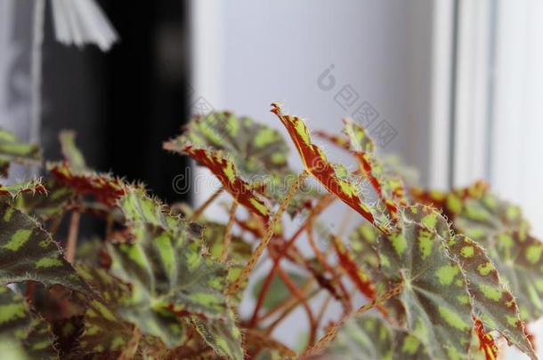 老虎秋海棠属的植物,秋海棠属的植物植物的叶子,秋海棠属的植物鲍尔-照片室内植物.