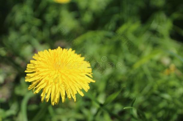 蒲公英是（be的三单形式一perenni一lpl一nt和黄色的花.