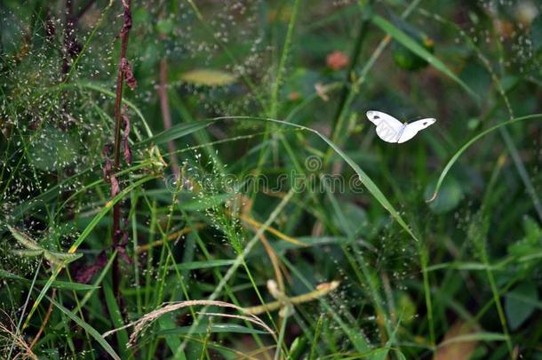 一甘蓝白色的粉蝶拉佩蝴蝶俘获敞开的-有翼的同样地我