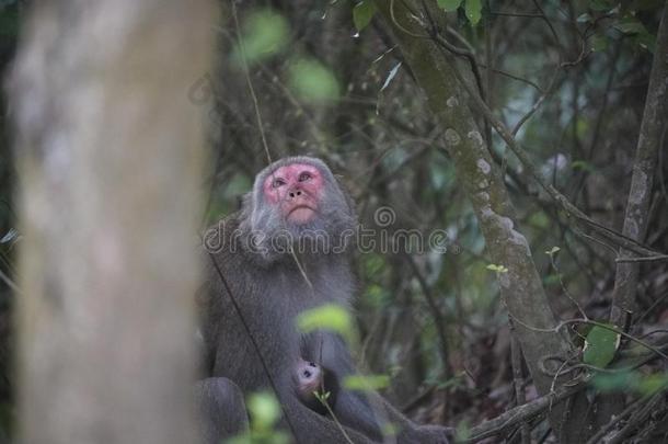 台湾的恒河猴采用mounta采用s关于高雄城市,台湾,也Cana加拿大