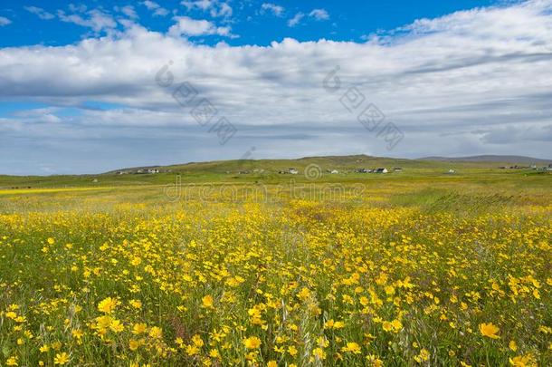 黄色的<strong>马海</strong>毛关于岛关于北方UIST,外面的赫布里底群岛,苏格兰