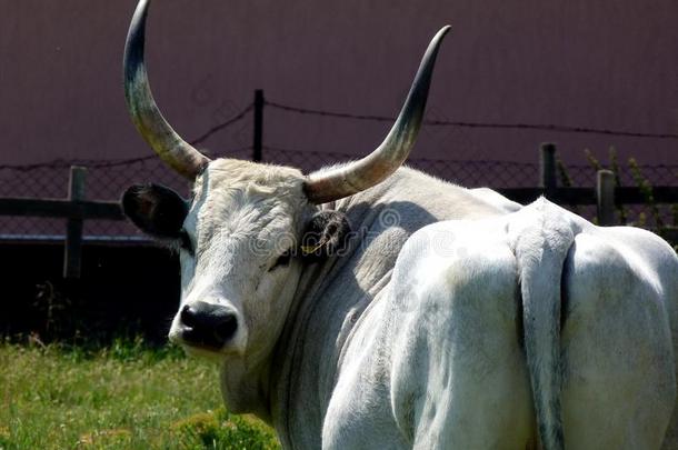 匈牙利的灰色的牛肖像