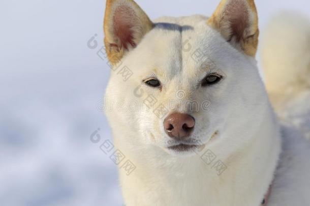 白色的秋田白色的雪