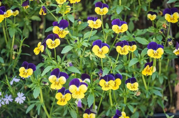 花园三色紫罗兰花