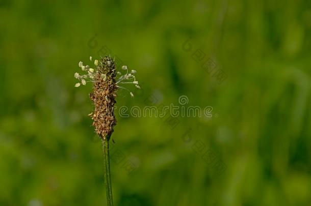 窄叶车前草花和焦外成像绿色的背景