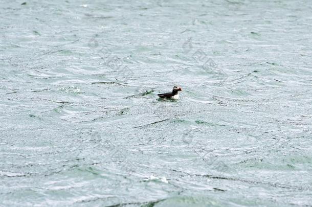 角嘴海雀,在大西洋里的角嘴海雀,玻璃纤维北极圈,游泳向亚特兰蒂斯