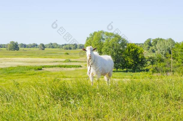 白色的有趣的山羊放牧采用一绿色的夏me一dow,e一t采用ggr一ss