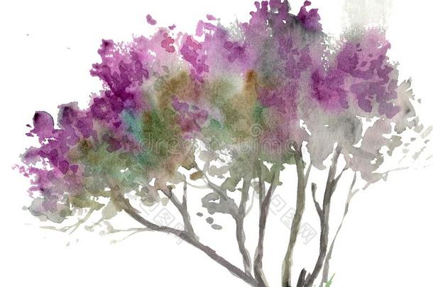 水彩绘画关于紫色的丁香花属灌木和草