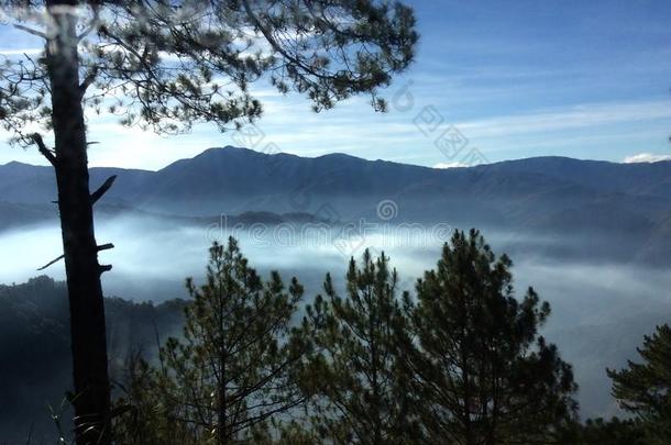 多云的松树树