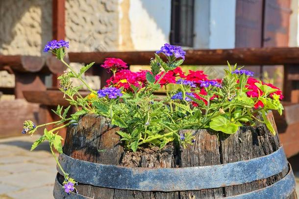老的乡村的葡萄酒桶和花.葡萄酒背景采用欧洲.