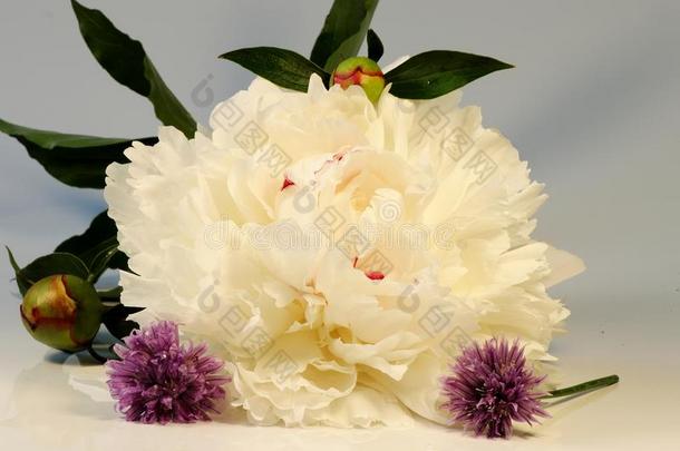 一白色的花关于芍药属向指已提到的人白色的背景和花关于英语字母表的第3个字母