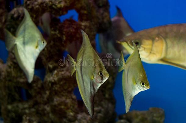 水族馆鱼单足目银色,金龙鱼采用指已提到的人背景