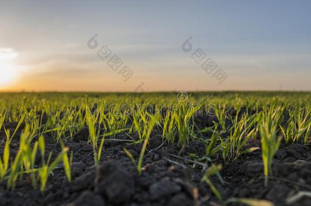 年幼的小麦刚出芽的幼苗生长的采用一田.绿色的小麦生长的采用