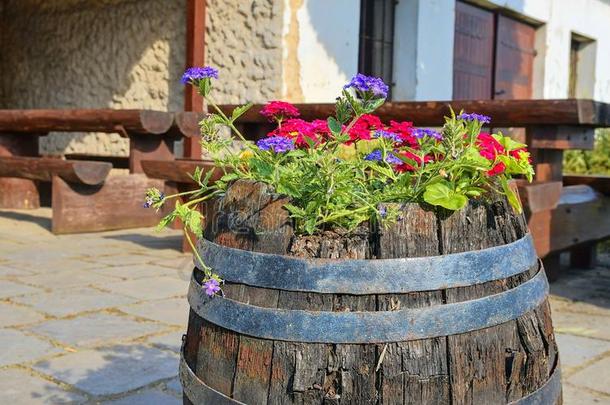 老的乡村的葡萄酒桶和花.葡萄酒背景采用欧洲.