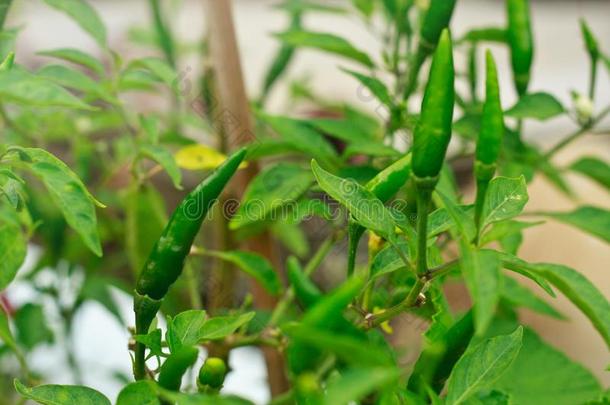 绿色的红辣椒胡椒向生的食物组成部分红辣椒花园
