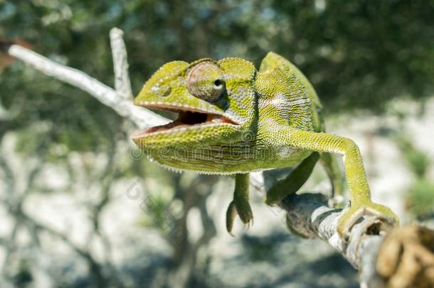 普通的变色蜥蜴变色蜥蝘蜓座,马达加斯加岛