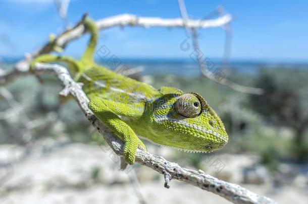 普通的变色蜥蜴变色蜥蝘蜓座,马达加斯加岛