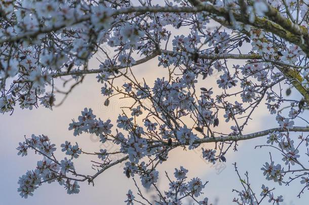 杏树树花背景采用紫色的音在魔法小时