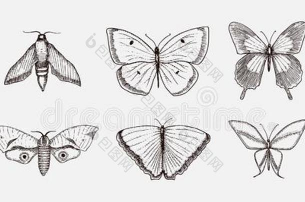 收集关于蝴蝶或野生的蛾昆虫.神秘的象征英语字母表的第15个字母