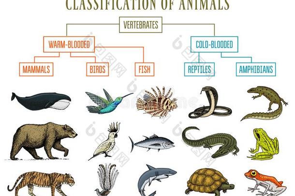 分类关于动物.爬行动物两栖动物哺乳动物鸟.CostaRica哥斯达黎加