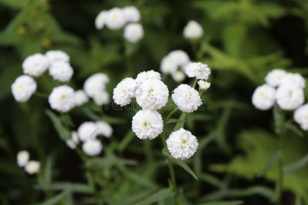 白色的花花.她花是很明亮的.