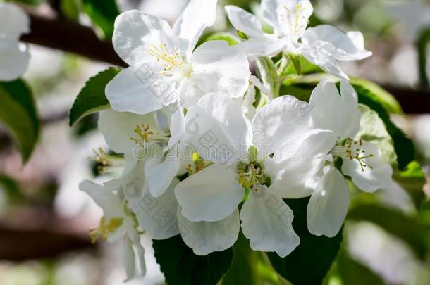 花苹果越过自然背景,春季花